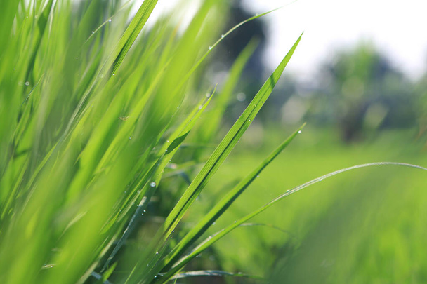 朝露に包まれた草の雰囲気は - 写真・画像