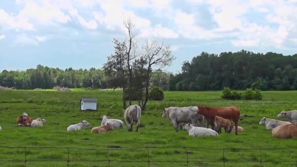 Lehmälauma vihreällä pellolla kesällä, sininen taivas ja valkoiset pilvet - Materiaali, video