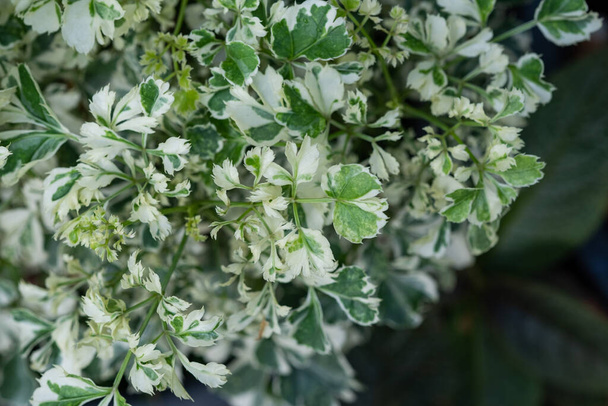 closeup λευκά στικτά φύλλα, πράσινο φύλλο textur - Φωτογραφία, εικόνα