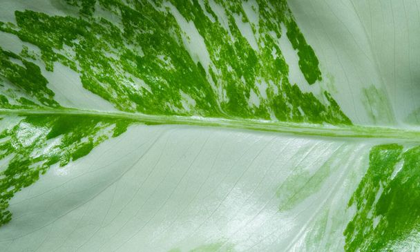 közelkép fehér foltos levelek, zöld levél textur - Fotó, kép