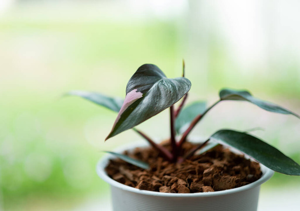 Plants in pots with plain color scen - Photo, Image