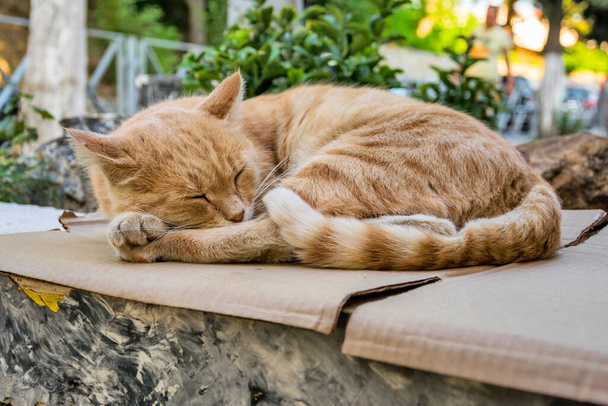 Harhaanjohtava punainen kissa nukkuu kadulla. Boke - Valokuva, kuva