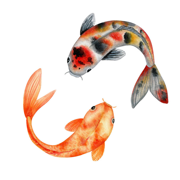 Пара рыб кои акварелью иллюстрации. Традиционное искусство карпов Японии. - Фото, изображение