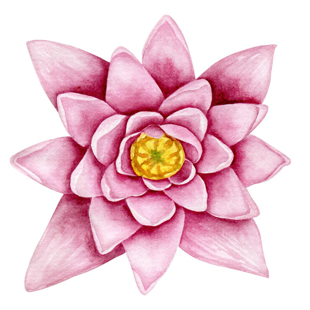 Water lily watercolor hand drawn botanical illustration. Pond plant art - Φωτογραφία, εικόνα