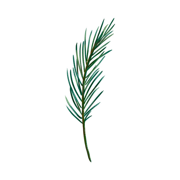 Watercolor illustration, winter greenery, pine branch on a white backgroun - Foto, Imagen