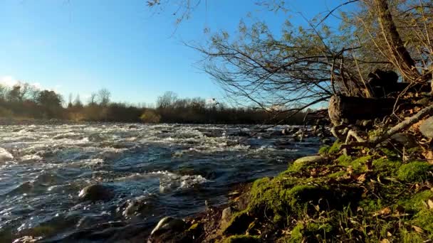 Φθινόπωρο τοπίο στον ποταμό με Moss - 5K - Πλάνα, βίντεο