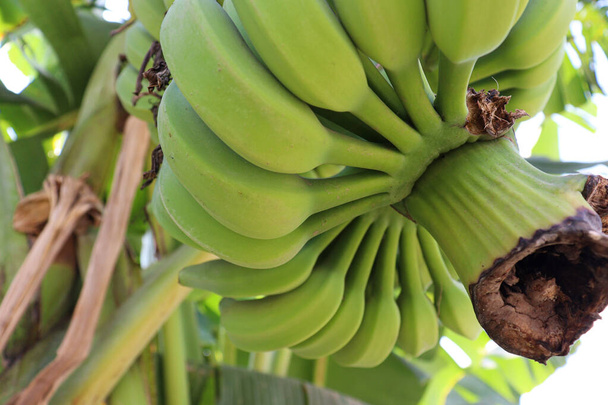 tasty and healthy raw banana bunch on tree in firm for harvest - Photo, Image