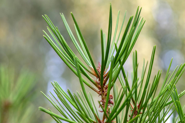 Close Up Of A Pinus Bungeana at Amsterdam Ολλανδία 16-8-2020 - Φωτογραφία, εικόνα