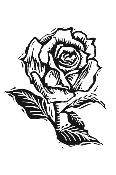 Rose - Photo, image