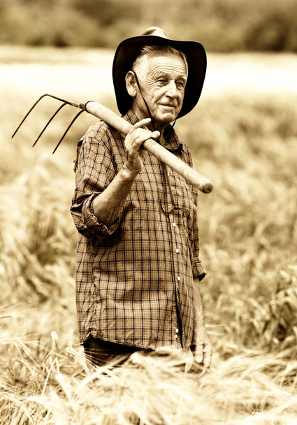 Velho camponês no campo de cevada
 - Foto, Imagem