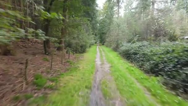 Forrest flying through fpv trees plants and green, old forrest aerial. foliage and green in autumn. - Footage, Video