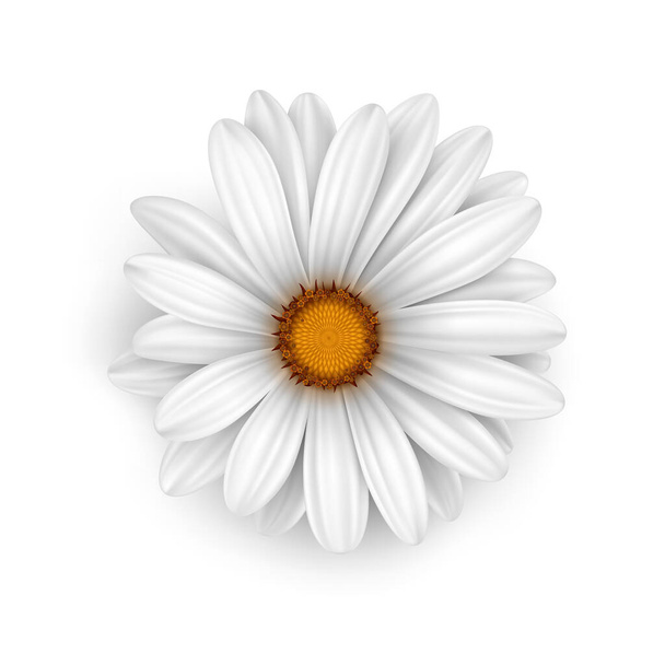 φορέας χαμομηλιού λουλουδιών - Διάνυσμα, εικόνα