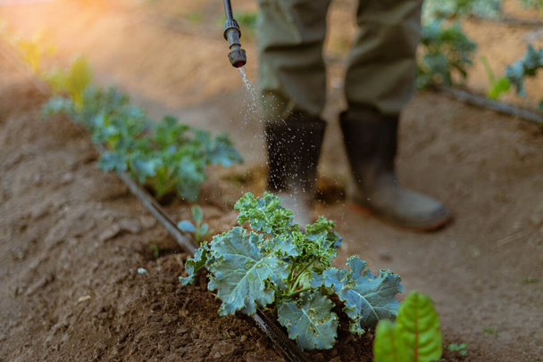 庭の概念害虫から作物を防ぐために化学農薬を散布する若い男性農家. - 写真・画像