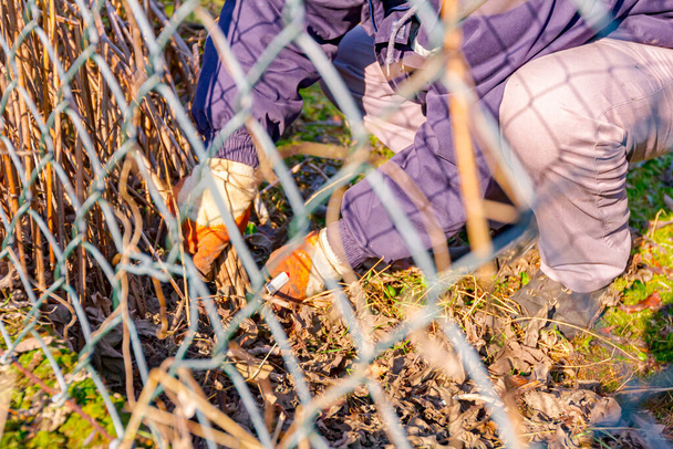 View through the wire fence on gardener with protective gloves on his hands, prunes branches of dry vegetation using small garden loppers. - Photo, Image