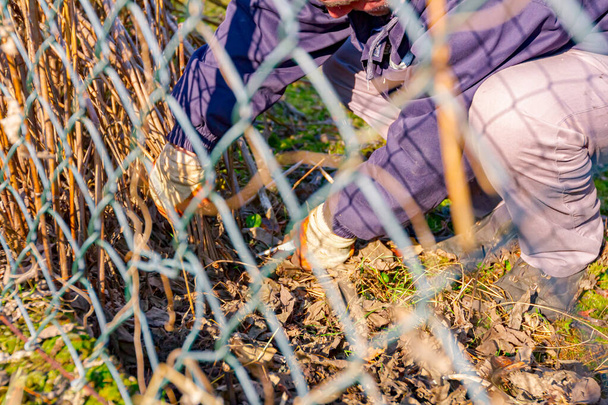 Вид через проволочный забор на садовника с защитными перчатками на руках, чернослив ветви сухой растительности с помощью небольших садовых шлепанцев. - Фото, изображение