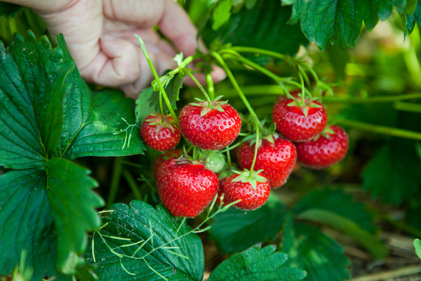 Closeup of fresh organic strawberries - Photo, Image