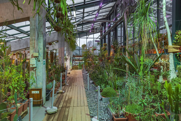 Moscow, Russia - November 29, 2021: Aptekarskiy Ogorod. Botanical Garden of State University. Succulent greenhouse interior - Zdjęcie, obraz