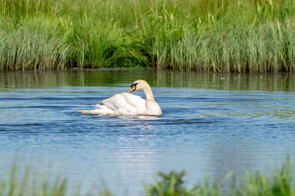лебідь на блакитному озері вода в сонячний день, лебеді на ставку, серія природи
. - Фото, зображення