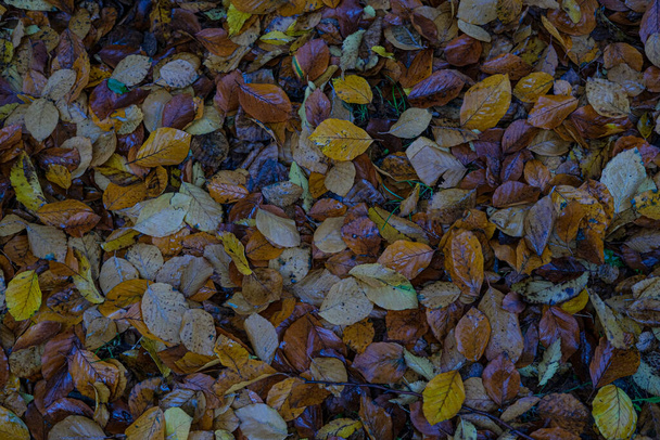 louka z 5 listnatých listů spadla na podzim. Kvalitní fotografie - Fotografie, Obrázek
