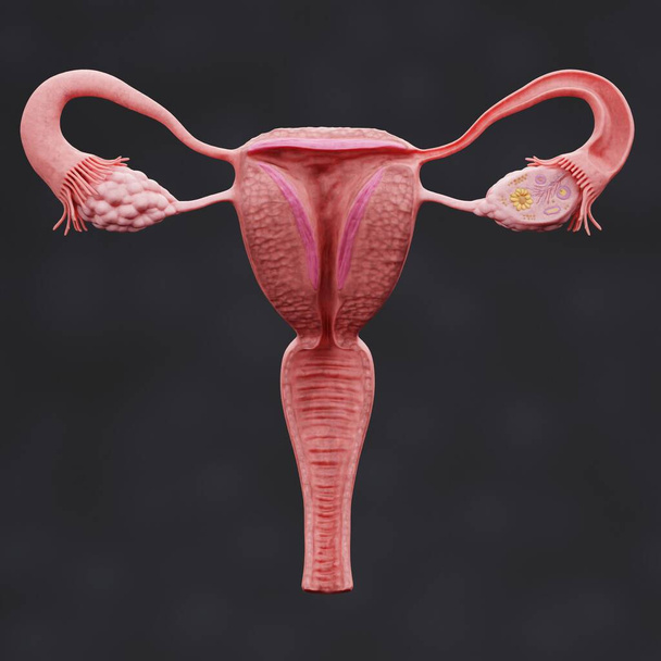 Realistinen 3D Render naisten sukuelimiin - Valokuva, kuva