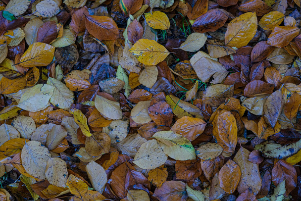 Wiese mit 5-spitzen Laubblättern, die im Herbst gefallen sind. Hochwertiges Foto - Foto, Bild