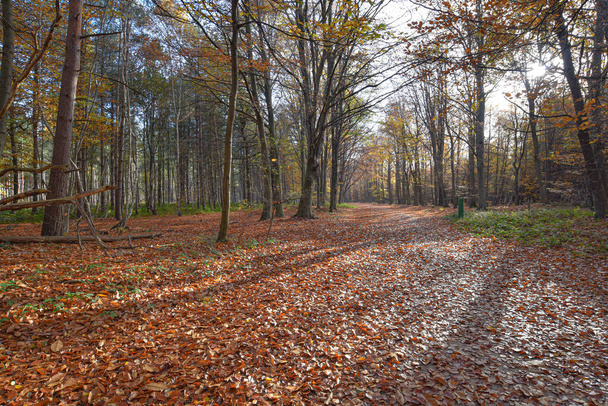 Sherwood Forest, UK - 17 Nov, 2021: Autumn leaves and colours in Sherwood Forest, Sherwood Pines, Nottinghamshire, UK - Foto, afbeelding