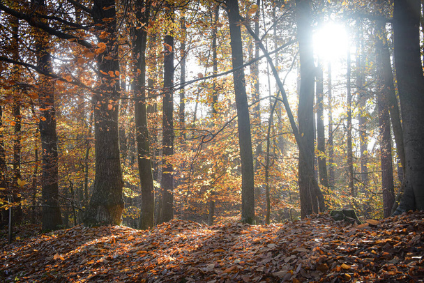 Sherwood Forest, UK - 17 Nov, 2021: Autumn leaves and colours in Sherwood Forest, Sherwood Pines, Nottinghamshire, UK - Photo, Image