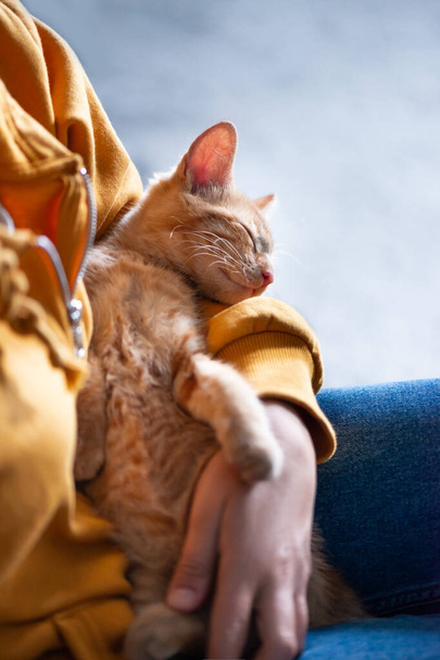 Aranyos gyömbércica alszik a kezében - Fotó, kép