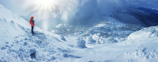 Panoramic landscape of a snowy forest in the mountains on a sunny winter day whis. Ukrainian Carpathians, near Mount Petros, there is one tourist. - Fotó, kép