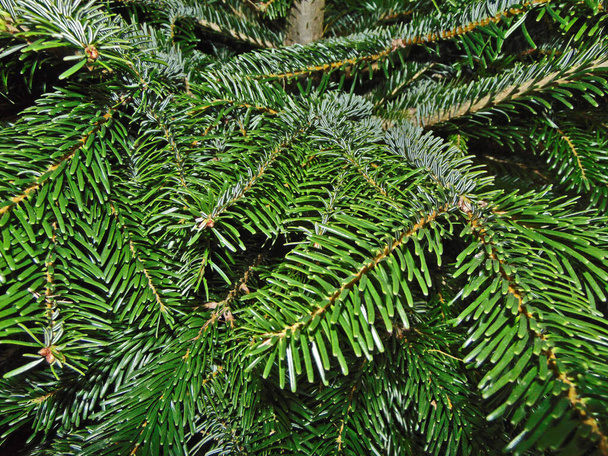 fir branches - nature, close up - Photo, Image