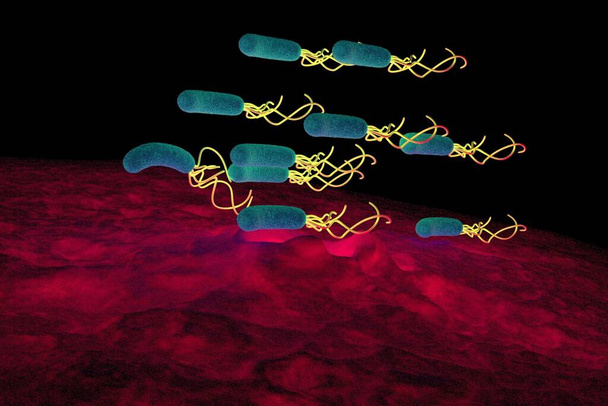 κοντινό πλάνο του βακτηρίου Helicobacter pylori  - Φωτογραφία, εικόνα