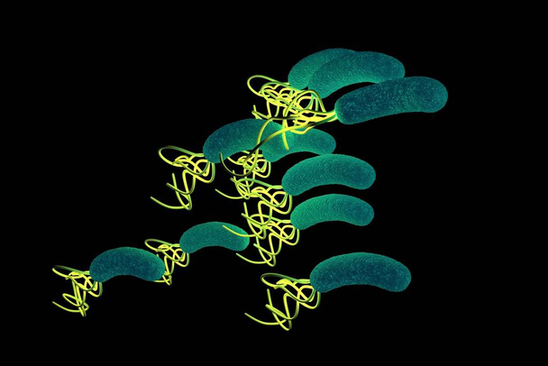 Helicobacter pylori bakteerin lähikuva  - Valokuva, kuva