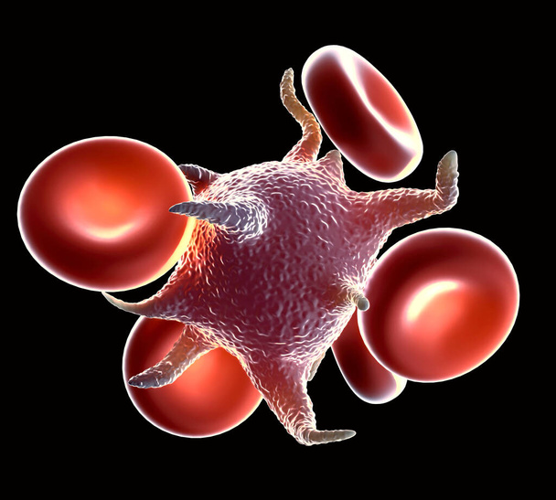 Ενεργά αιμοπετάλια με αιμοσφαίρια - Φωτογραφία, εικόνα