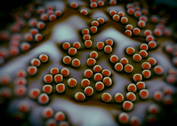 bactérie superbug ou Staphylococcus aureus (SARM) - Photo, image