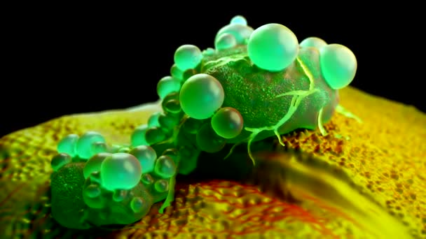 3d της Mesenchymal βλαστικών κυττάρων - Πλάνα, βίντεο