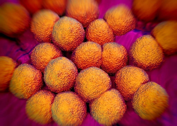 3d rendering - bacterie Neisseria gonorrhoeae - Foto, afbeelding