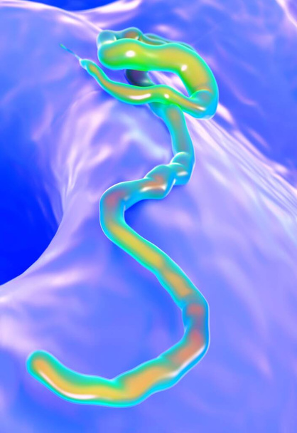 ebola virus, close-up zicht - Foto, afbeelding