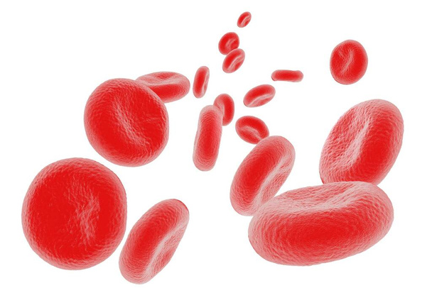 ilustrace červených krvinek v vysoký detail  - Fotografie, Obrázek
