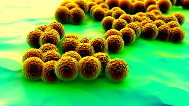 βακτήρια superbug ή Staphylococcus aureus (MRSA) - Πλάνα, βίντεο