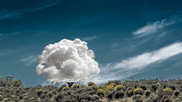 Arbre solitaire avec nuage blanc au lieu de cône sous le ciel bleu dramatique. Scène de contraste abstraite surréaliste, concept nature et beauté - Photo, image