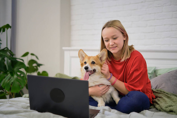 自宅のベッドで面白いコーギー犬とラップトップを持つ10代の女の子。居心地の良い職場、オンライン教育、 Eラーニングの概念。ノートパソコンとの距離通信 - 写真・画像