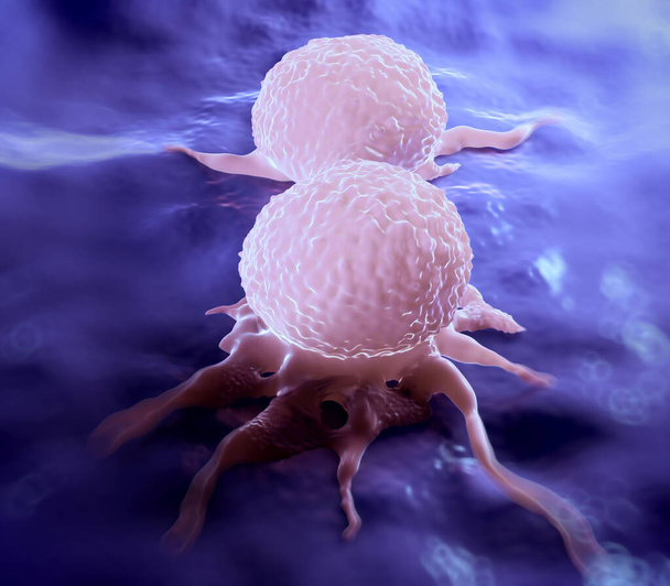 Het verdelen van borstkankercel, die zijn ongelijke oppervlakte & cytoplasmatische projecties toont. Het bevindt zich in de telofase fase van celdeling (mitose). In deze laatste fase van mitose zijn de chromosomen reeds gedupliceerd en verdeeld onder elke dochter c - Foto, afbeelding