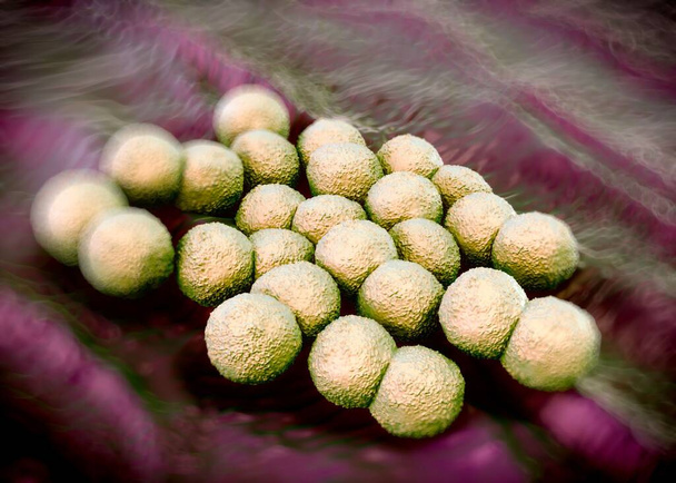 3D-Darstellung - Neisseria gonorrhoeae Bakterien - Foto, Bild