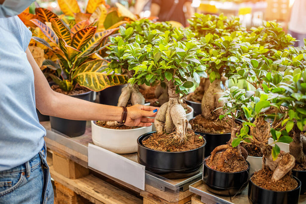 vrouw koopt een potplant Ficus Gingseng in een groothandel magazijn in een kas voor huishouden - Foto, afbeelding