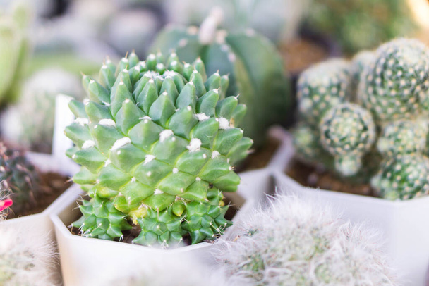Close-up kleine cactus groeiende plant in de cactus kas, selectieve focus - Foto, afbeelding