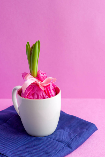 Hyacinth with buds and green leaves in a white and pink cup on a bright blue apron on a pink background. A gift for March 8. Spring flower. - Photo, Image