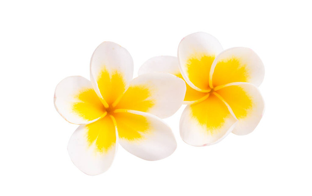 Plumeria kukka eristetty valkoisella taustalla  - Valokuva, kuva