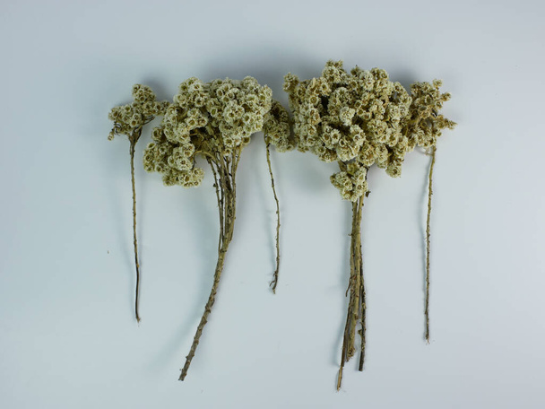 dried Anaphalis javanica or Javanese edelweiss flower isolated on a white background. - Valokuva, kuva