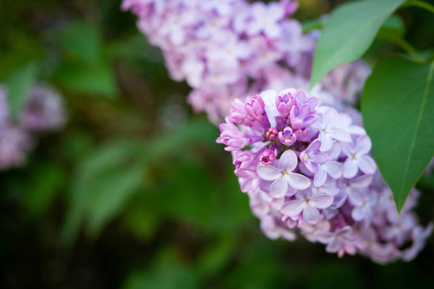 Lilac voorjaar bloemen boeket paarse achtergrond kunst design. Bloeiende paars-lila bloemen in de tuin - Foto, afbeelding