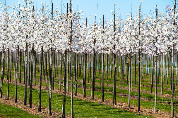 Młode białe drzewa magnolii kwitnące na plantacji na farmie szkółek drzew w Północnym Brabancie, Holandia w słoneczny dzień - Zdjęcie, obraz